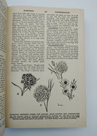 Dianthus illustrations from the wartime edition of The New Garden Encyclopedia with the Victory Garden supplement (1945)