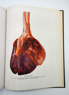 Dog lung from first edition of Collected Studies on the Pathology of War Gas Poisoning (1920)