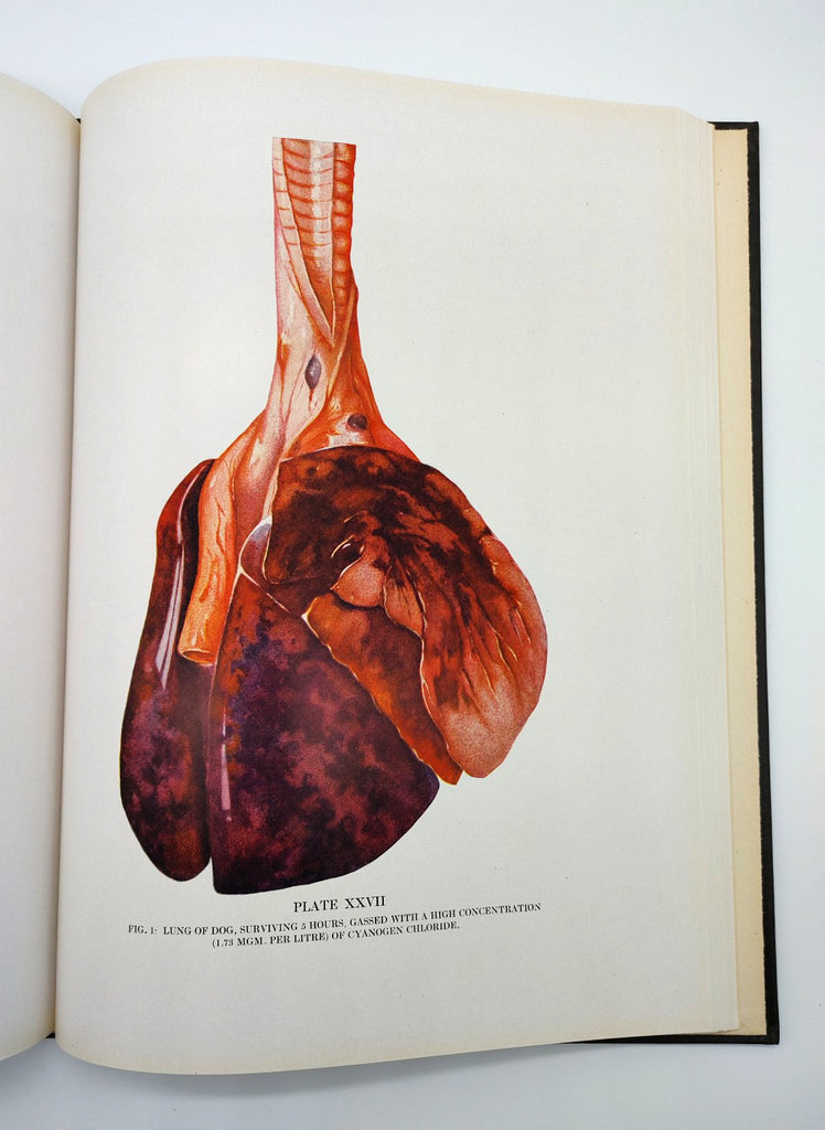 Dog lung from first edition of Collected Studies on the Pathology of War Gas Poisoning (1920)